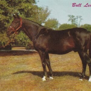 Bull Lea Postcard